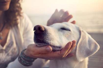 Titelbild der Branche Tierwelt